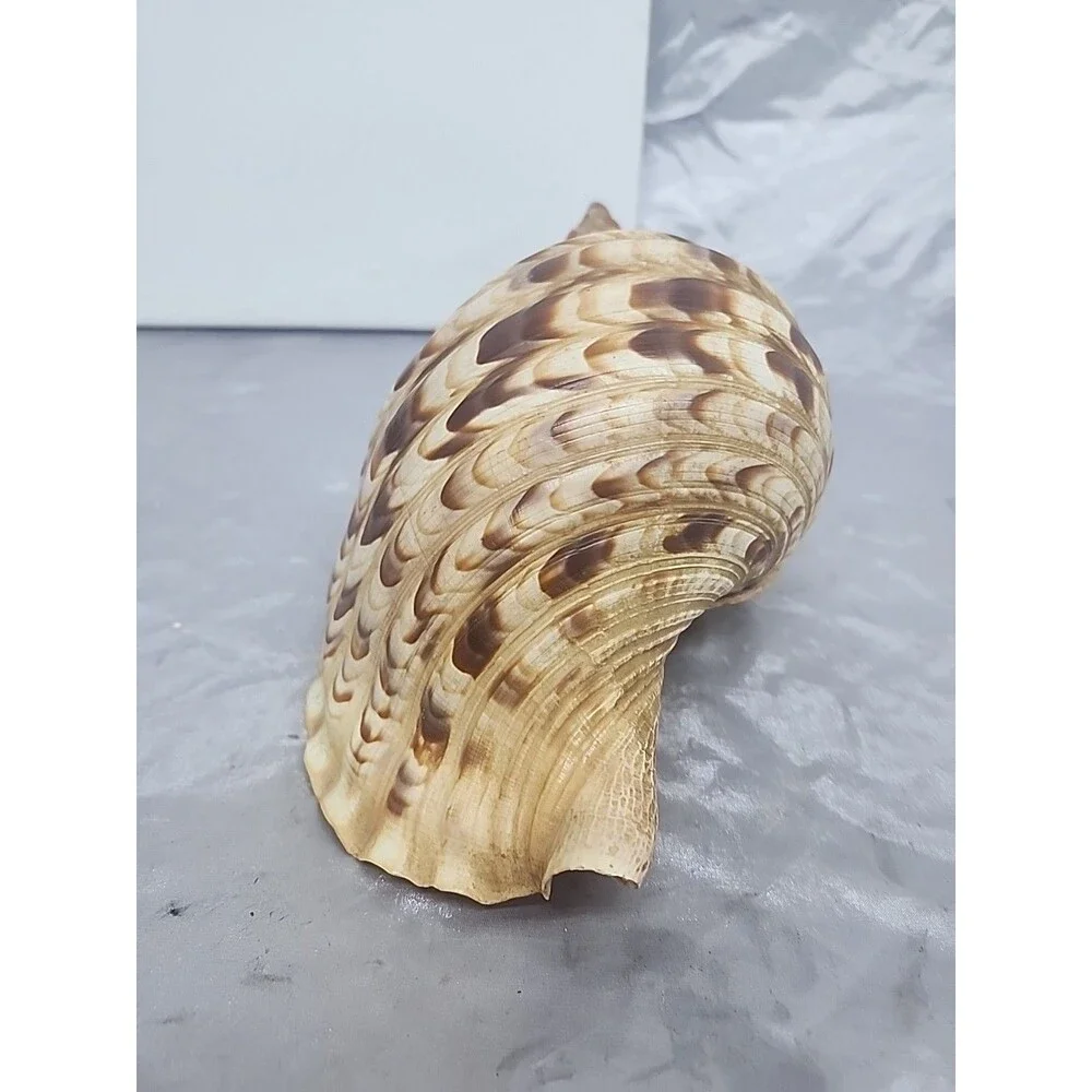 Trumpet Triton Charonia Tritonis Shell Conch XL 12” - Picture 5 of 9